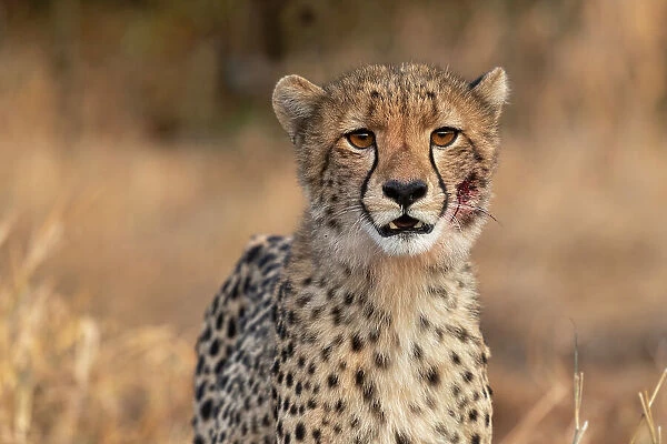 Cheetah cub (Acinonyx jubatus). Zimanga private game reserve, KwaZulu-Natal, South Africa, Africa