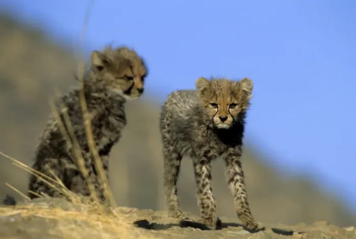 Framed Print : Cheetah cubs Framed Print : Cheetah cubs