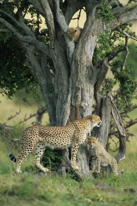 Framed Print : Cheetah cubs (Acinonyx jubatus) eight months old Framed Print : Cheetah cubs (Acinonyx jubatus) eight months old