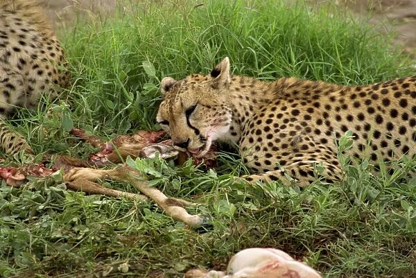 Cheetah eating prey