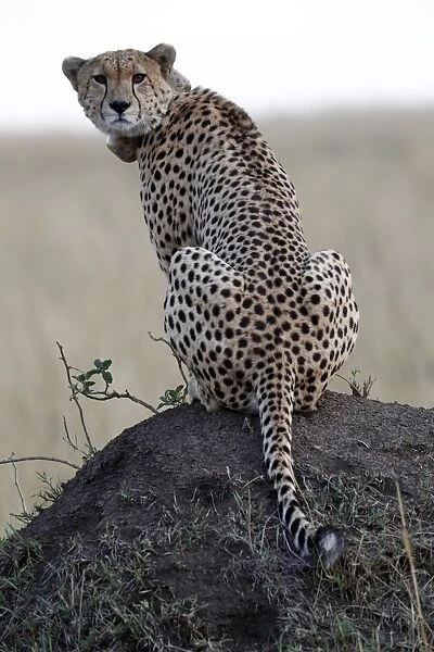 Cheetah female (Acinonyx jubatus) with radio collar, Masai Mara Game Reserve, Kenya