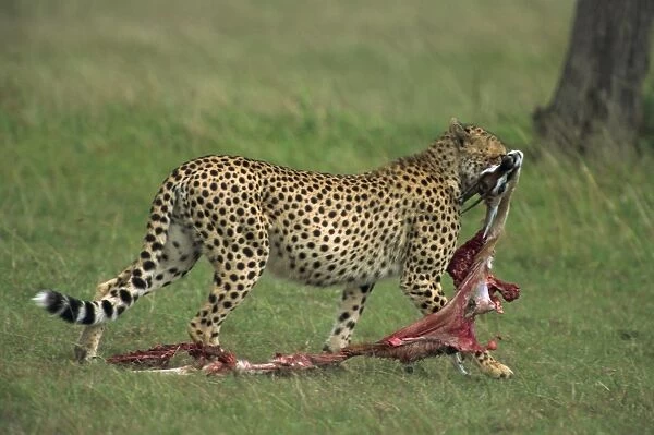 Cheetah with remains of Thompsons gazelle