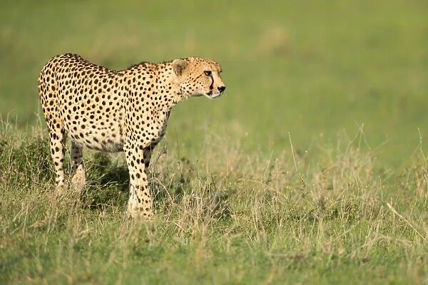 Cheetah stalking, Masai Mara, Kenya, East Africa, Africa