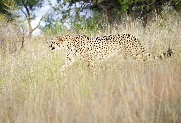 Cheetah walking through tall grass, Amani Lodge, near Windhoek, Namibia, Africa