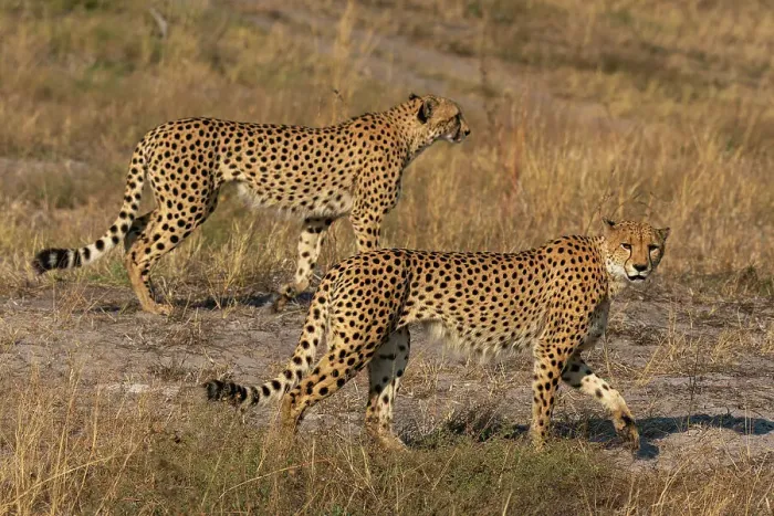 Framed Print : Two cheetahs (Acinonyx jubatus) walking, Savuti, Chobe National Park, Botswana, Africa Framed Print : Two cheetahs (Acinonyx jubatus) walking, Savuti, Chobe National Park, Botswana, Africa