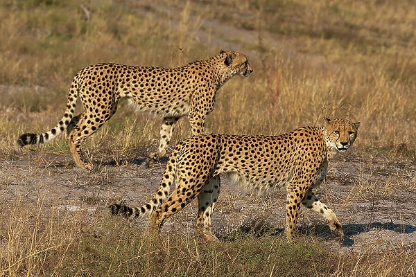 Two cheetahs (Acinonyx jubatus) walking, Savuti, Chobe National Park, Botswana, Africa