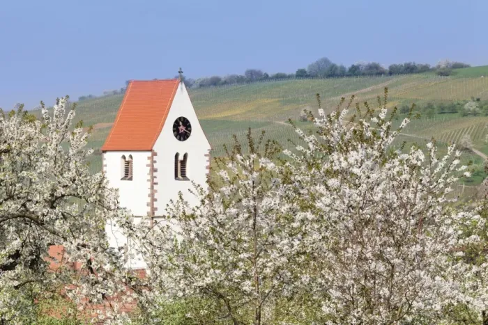 Framed Print : Cherry blossom in the Eggenen Valley and church tower of Obereggen, Markgrafler Land, Black Forest, Baden Wurttemberg, Germany, Europe Framed Print : Cherry blossom in the Eggenen Valley and church tower of Obereggen, Markgrafler Land, Black Forest, Baden Wurttemberg, Germany, Europe