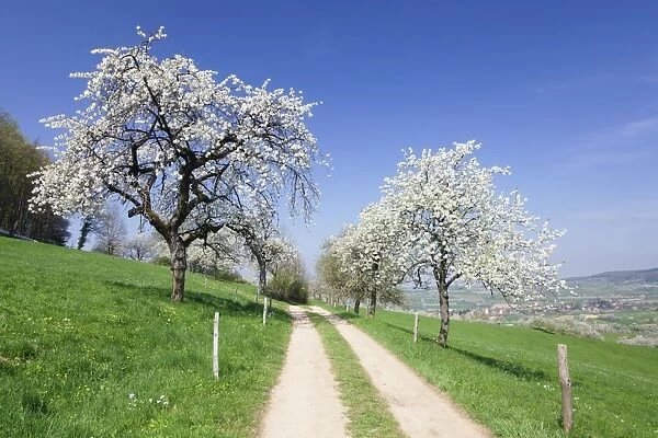 Cherry blossom at Eggenen Valley, Markgrafler Land, Black Forest, Baden Wurttemberg, Germany, Europe