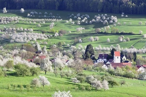 Cherry blossom in the Eggenen Valley near Obereggen, Markgrafler Land, Black Forest, Baden Wurttemberg, Germany, Europe