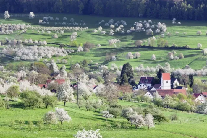 Framed Print : Cherry blossom in the Eggenen Valley near Obereggen, Markgrafler Land, Black Forest, Baden Wurttemberg, Germany, Europe Framed Print : Cherry blossom in the Eggenen Valley near Obereggen, Markgrafler Land, Black Forest, Baden Wurttemberg, Germany, Europe