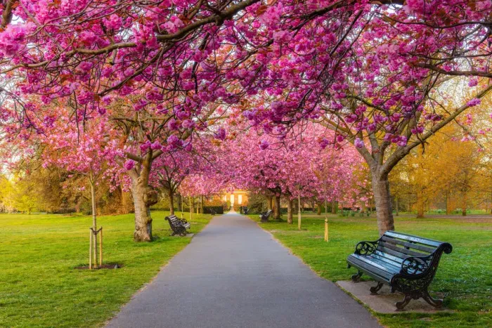 Framed Print : Cherry blossom in Greenwich Park, London, England, United Kingdom, Europe Framed Print : Cherry blossom in Greenwich Park, London, England, United Kingdom, Europe
