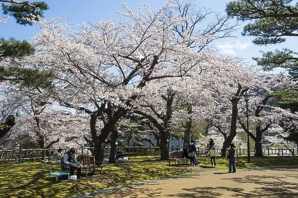 Cherry blossom in the Hakodate Park, Hakodate, Hokkaido, Japan, Asia