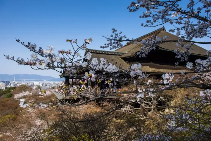 Framed Print : Cherry blossom in the Kiyomizu-dera Buddhist Temple, UNESCO World Heritage Site, Kyoto, Japan, Asia Framed Print : Cherry blossom in the Kiyomizu-dera Buddhist Temple, UNESCO World Heritage Site, Kyoto, Japan, Asia