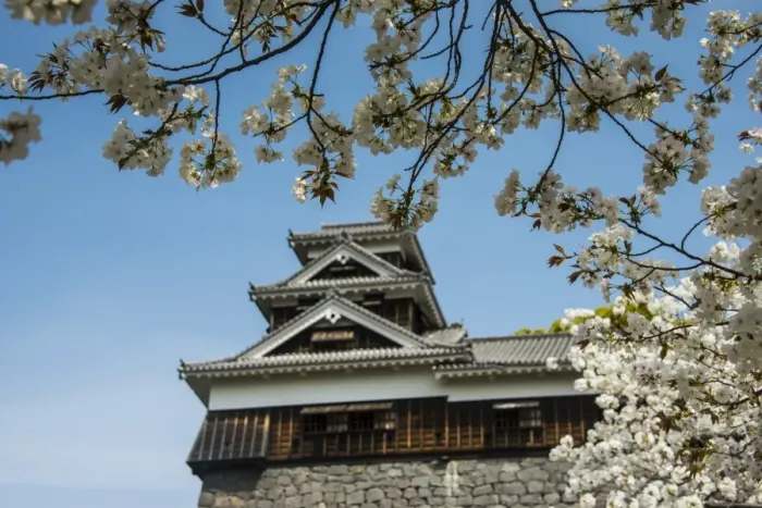 Framed Print : Cherry blossom and Kumamoto Japanese Castle, Kumamoto, Kyushu, Japan, Asia Framed Print : Cherry blossom and Kumamoto Japanese Castle, Kumamoto, Kyushu, Japan, Asia