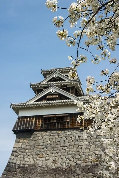Cherry blossom and Kumamoto Japanese Castle, Kumamoto, Kyushu, Japan, Asia