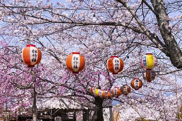 Cherry blossom in the Maruyama-Koen park, Unesco world heritage sight Kyoto, Japan
