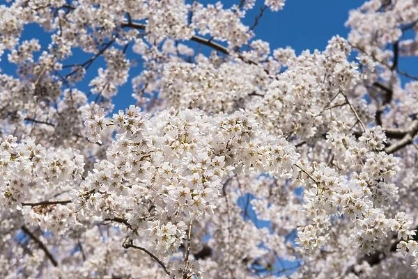 Cherry blossom in the Maruyama-Koen Park, Kyoto, Japan, Asia