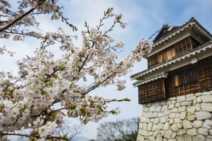 Framed Print : Cherry blossom and the Matsuyama Castle, Shikoku, Japan, Asia Framed Print : Cherry blossom and the Matsuyama Castle, Shikoku, Japan, Asia