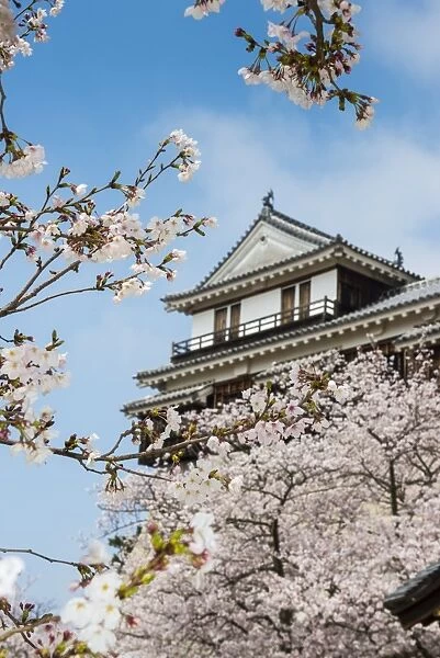 Cherry blossom in the Matsuyama Castle, Shikoku, Japan, Asia