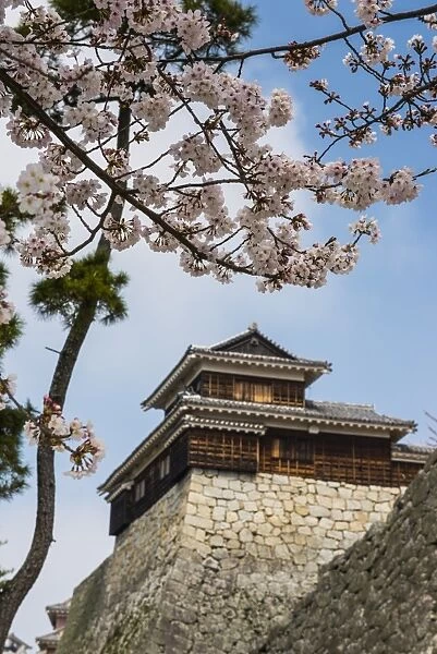 Cherry blossom and the Matsuyama Castle, Shikoku, Japan, Asia