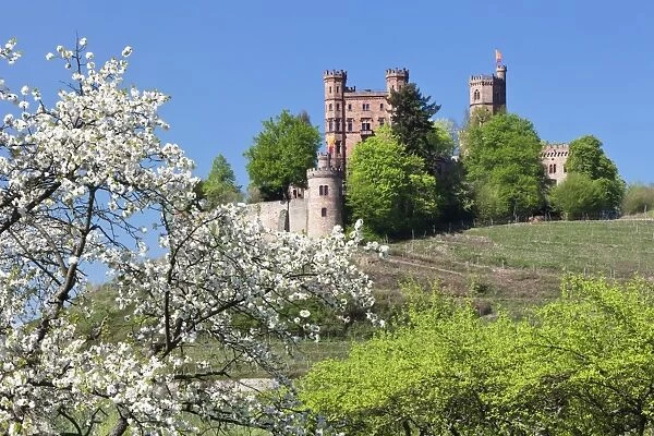 Cherry blossom, Ortenberg Castle, near Offenburg, Ortenau Region, Black Forest, Baden Wurttemberg, Germany, Europe