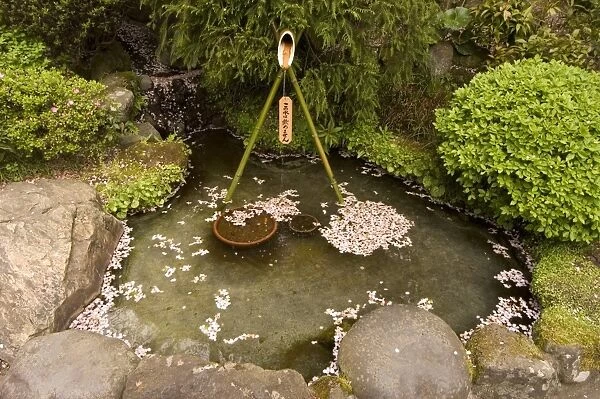Cherry blossom petals in water fountain