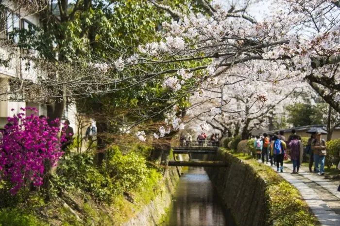 Framed Print : Cherry blossom in the Philosophers Walk, Kyoto, Japan, Asia Framed Print : Cherry blossom in the Philosophers Walk, Kyoto, Japan, Asia