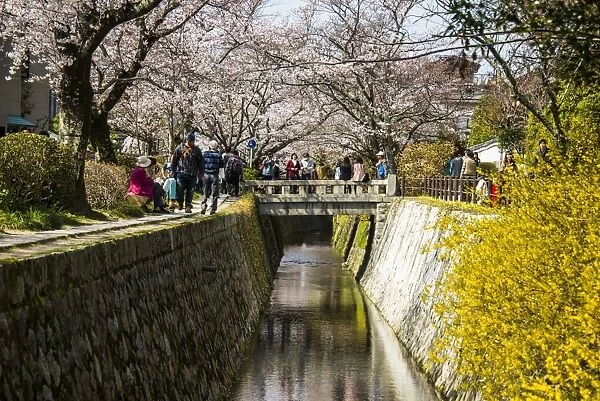 Cherry blossom in the Philosophers Walk, Kyoto, Japan, Asia