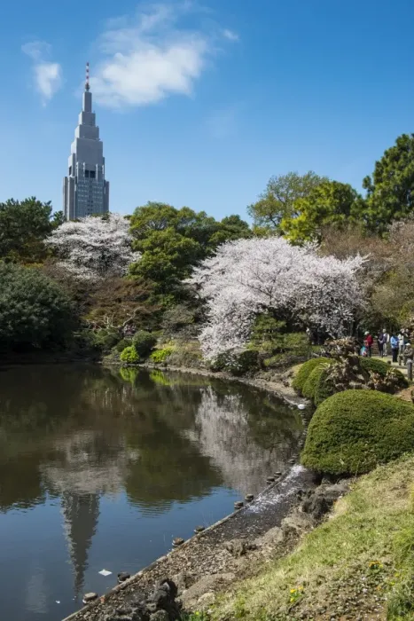 Framed Print : Cherry blossom in the Shinjuku-Gyoen Park, Tokyo, Japan, Asia Framed Print : Cherry blossom in the Shinjuku-Gyoen Park, Tokyo, Japan, Asia