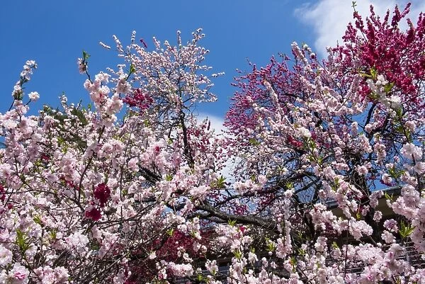Cherry blossom in the Shinjuku-Gyoen Park, Tokyo, Japan, Asia