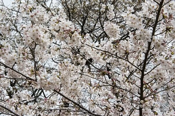 Cherry blossom in the Shinjuku-Gyoen Park, Tokyo, Japan, Asia