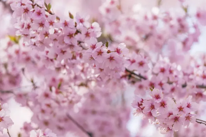 Framed Print : Cherry blossom, Takato, Nagano Prefecture, Honshu, Japan, Asia
