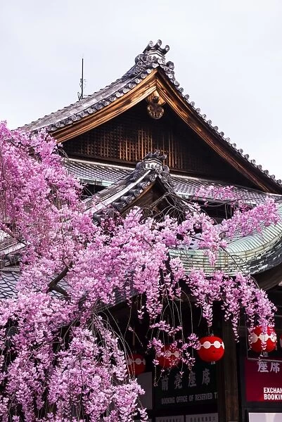 Cherry blossom tree in the Geisha quarter of Gion, Kyoto, Japan, Asia