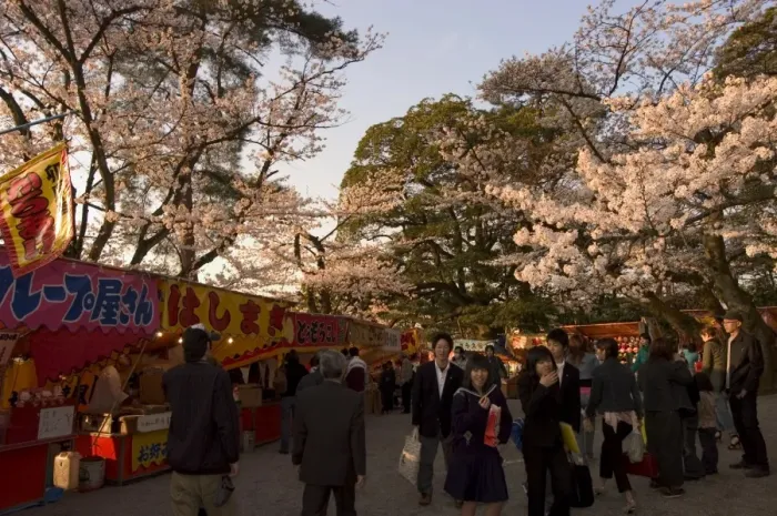Framed Print : Cherry blossom viewing hanami Framed Print : Cherry blossom viewing hanami