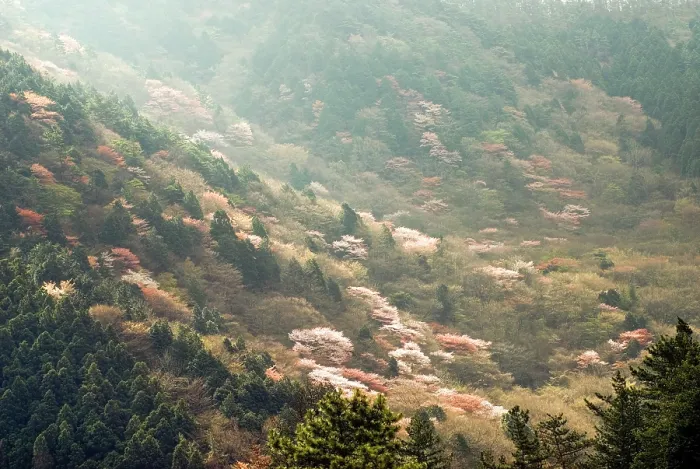 Framed Print : Cherry blossoms dot forests, Hakone, Japan