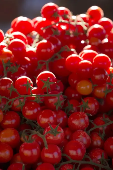 Framed Print : Cherry tomatoes for sale in market in Alberobello, Puglia, Italy, Europe