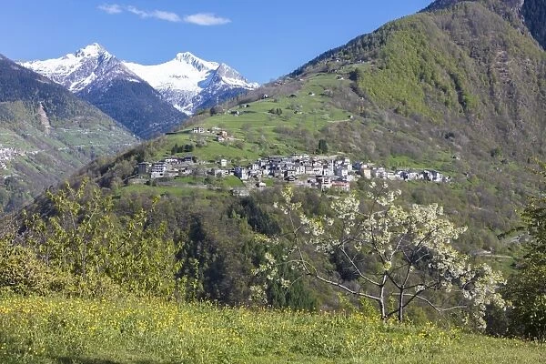 The cherry tree in bloom frames the alpine village of Bema, Orobie Alps, Gerola Valley