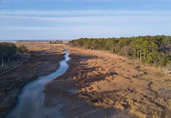 Chesapeake Bay salt marsh and loblolly pine trees, Hampton, Virginia