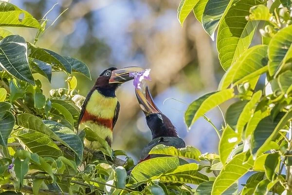 Chestnut-eared aracari (Pteroglossus castanotis), pair feeding within Iguazu Falls National Park