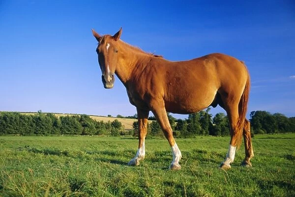 Chestnut horse on the bank of the Cuckmere River, Alfriston, East Sussex, England, UK