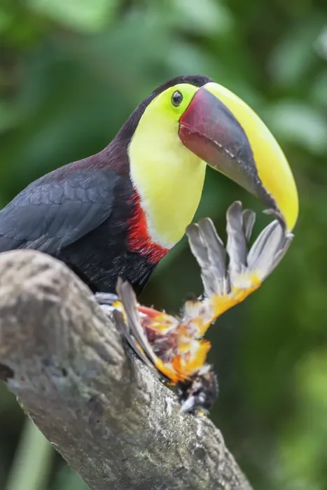 Framed Print : Chestnut-mandibled Toucan (Ramphastos swainsonii) feeding on a smaller bird, Sarapiqui, Costa Rica