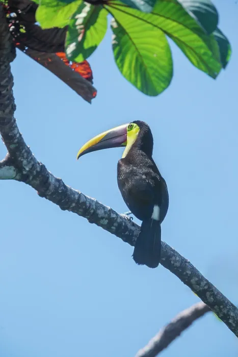 Framed Print : Chestnut-mandibled Toucan (Ramphastos swainsonii) perching on a tree, Corcovado National Park, Osa Peninsula, Costa Rica