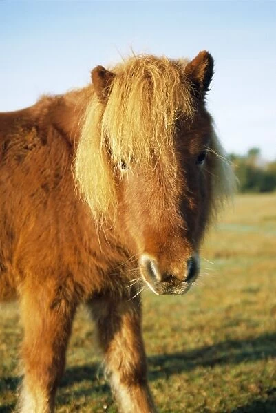 Chestnut Shetland Pony, Fritham, New Forest, England, UK