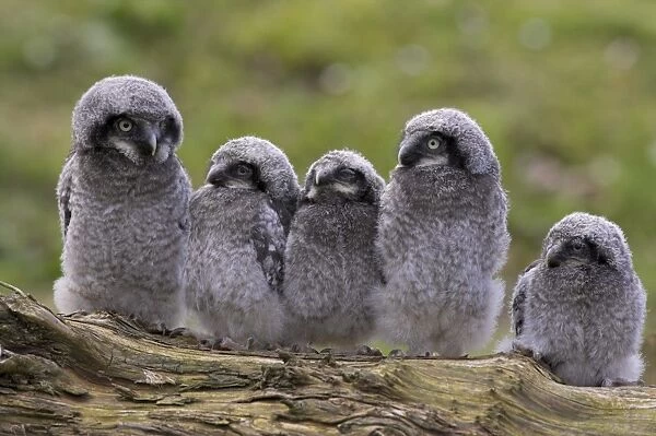 Chicks of Northern hawk owl (Surnia ulula ulula), native to Scandinavia and Eurasia