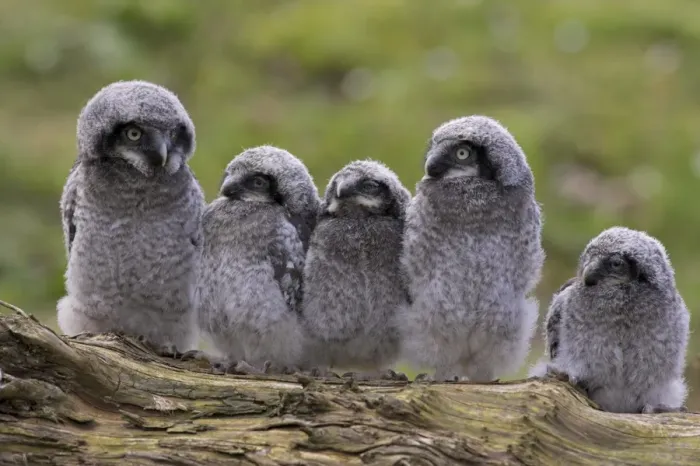 Framed Print : Chicks of Northern hawk owl (Surnia ulula ulula), native to Scandinavia and Eurasia Framed Print : Chicks of Northern hawk owl (Surnia ulula ulula), native to Scandinavia and Eurasia