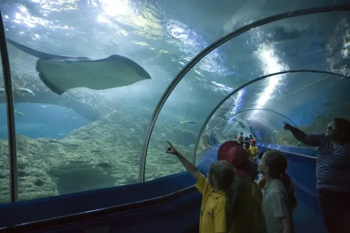 Framed Print : Children looking at a stingray, Aquarium of Western Australia, Perth, Western Australia