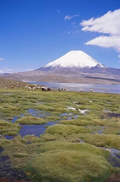 Chile, Andes, Lauca National Park, Lake Chungara And Volcan Parinacota