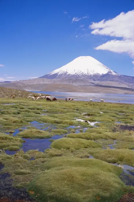 Framed Print : Chile, Andes, Lauca National Park, Lake Chungara And Volcan Parinacota Framed Print : Chile, Andes, Lauca National Park, Lake Chungara And Volcan Parinacota