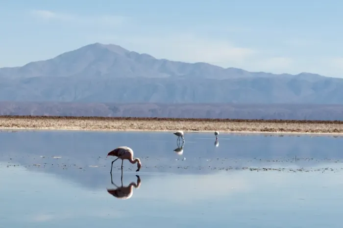 Framed Print : Chilean Flamingo (Phoenicopterus chilensis), Laguna Chaxa, Salar de Atacama Framed Print : Chilean Flamingo (Phoenicopterus chilensis), Laguna Chaxa, Salar de Atacama
