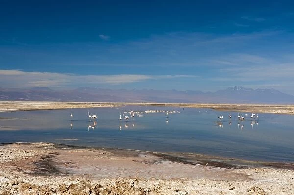 Chilean Flamingo (Phoenicopterus chilensis), Laguna Chaxa, Salar de Atacama